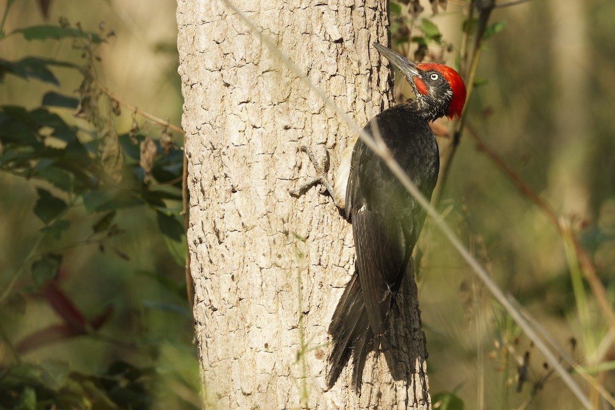 White-bellied Woodpecker - ML653064901