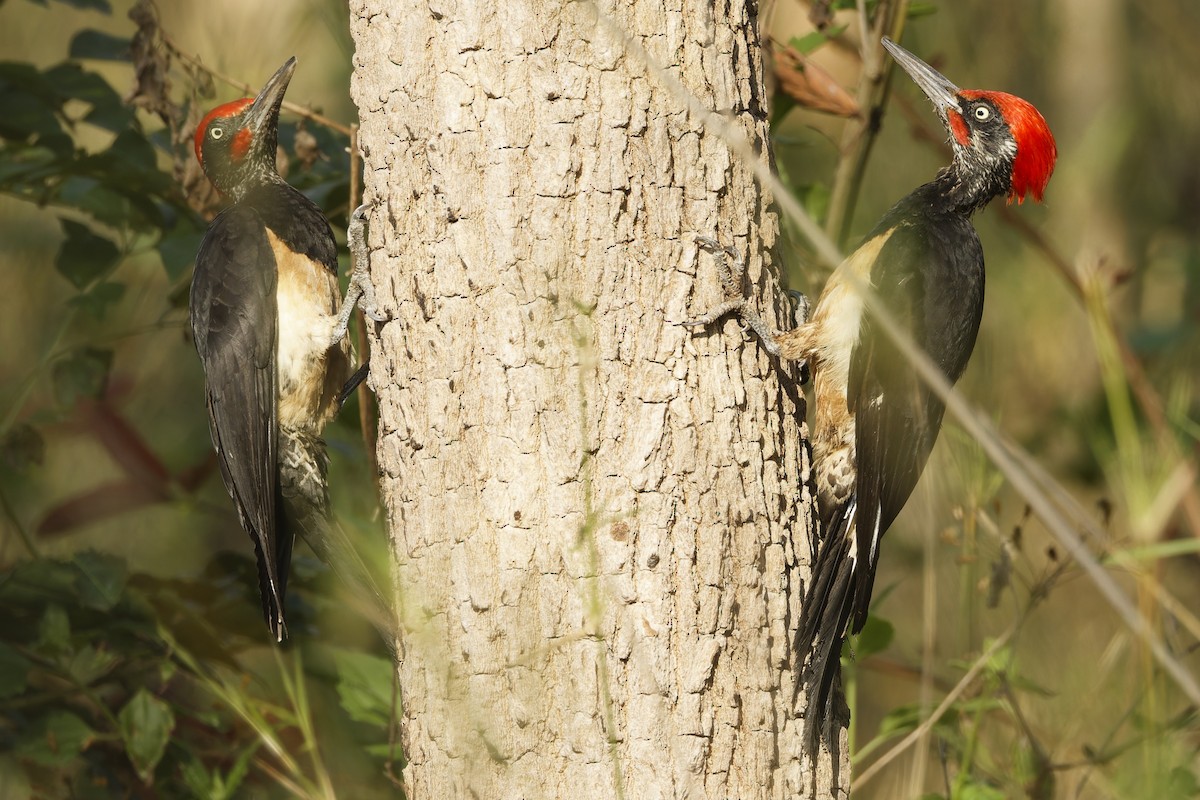 White-bellied Woodpecker - ML653064925