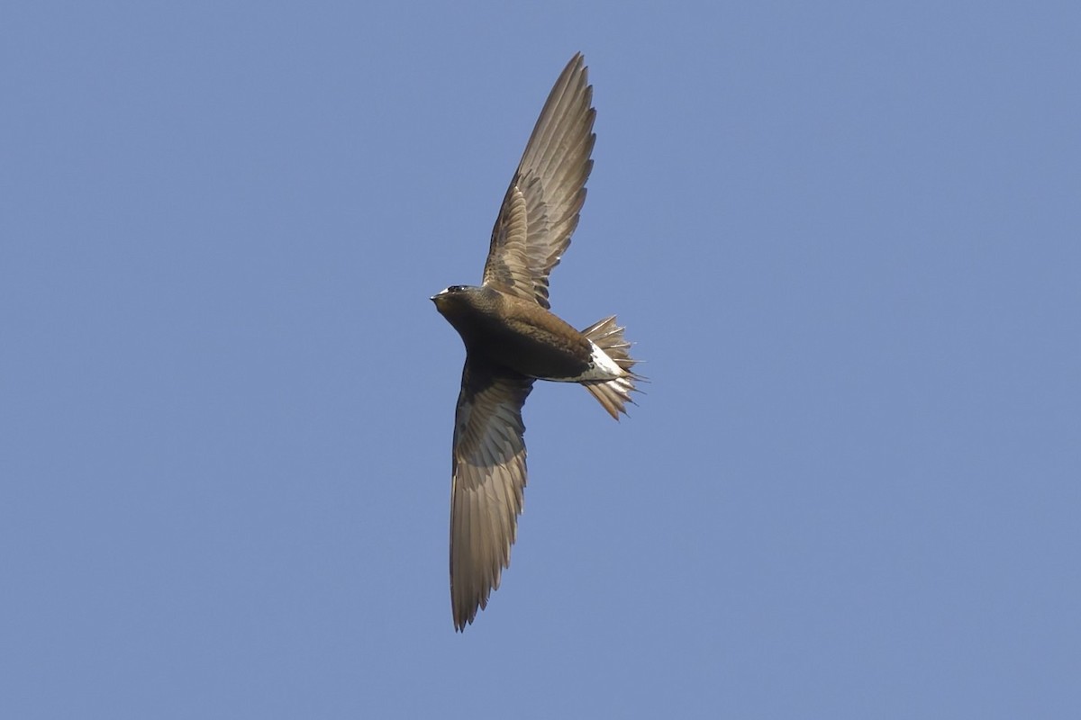 Brown-backed Needletail - ML653064957