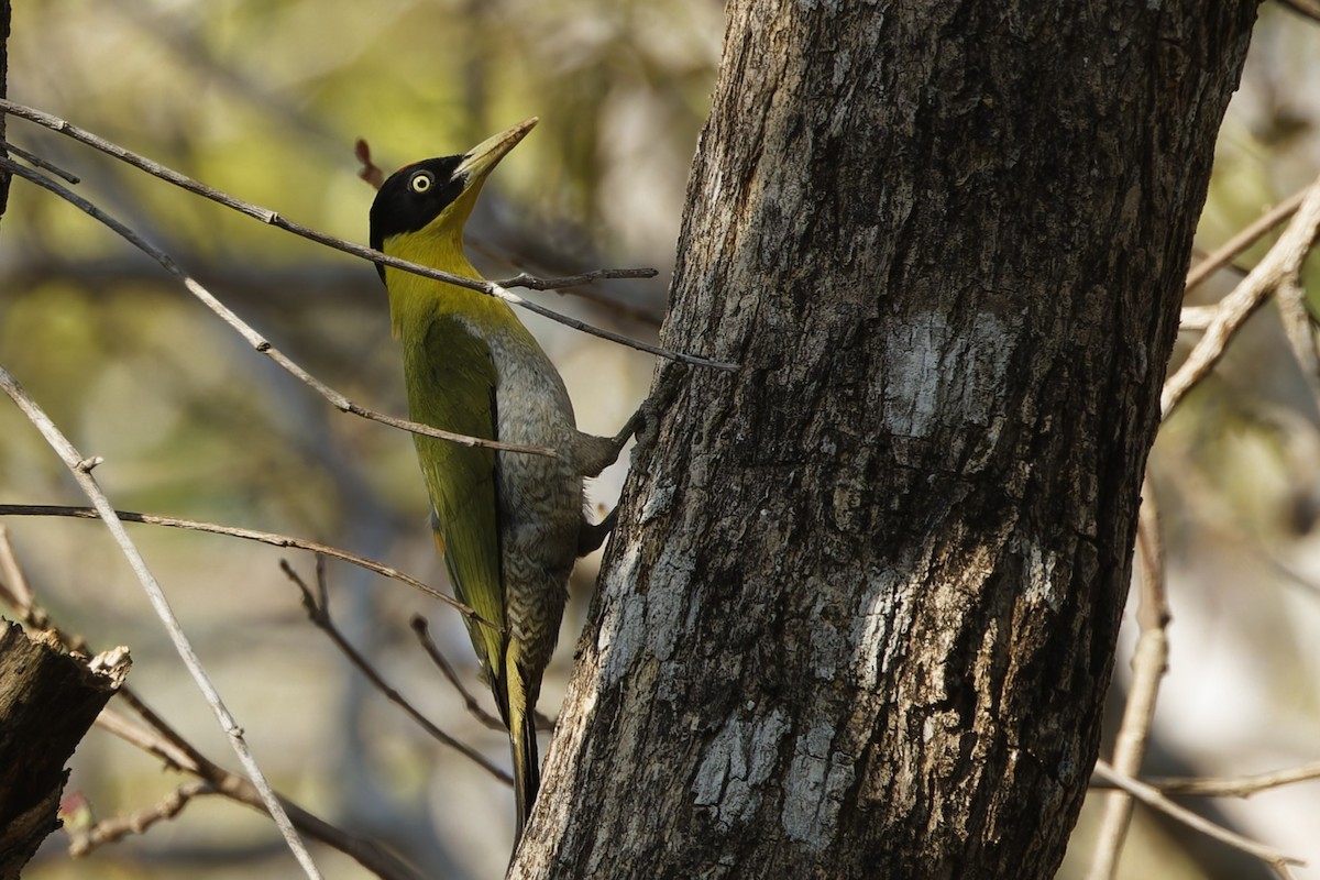 Black-headed Woodpecker - ML653064984