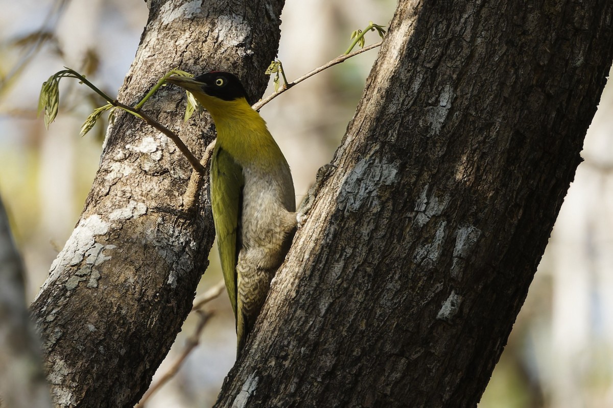 Black-headed Woodpecker - ML653065018