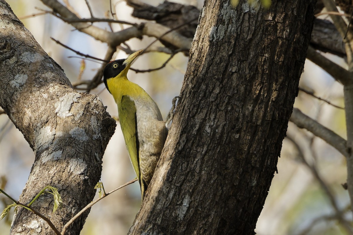 Black-headed Woodpecker - ML653065052