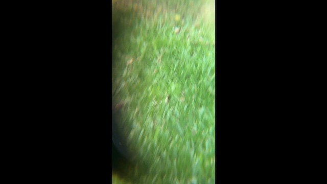 Лазурная сойка - ML653065462