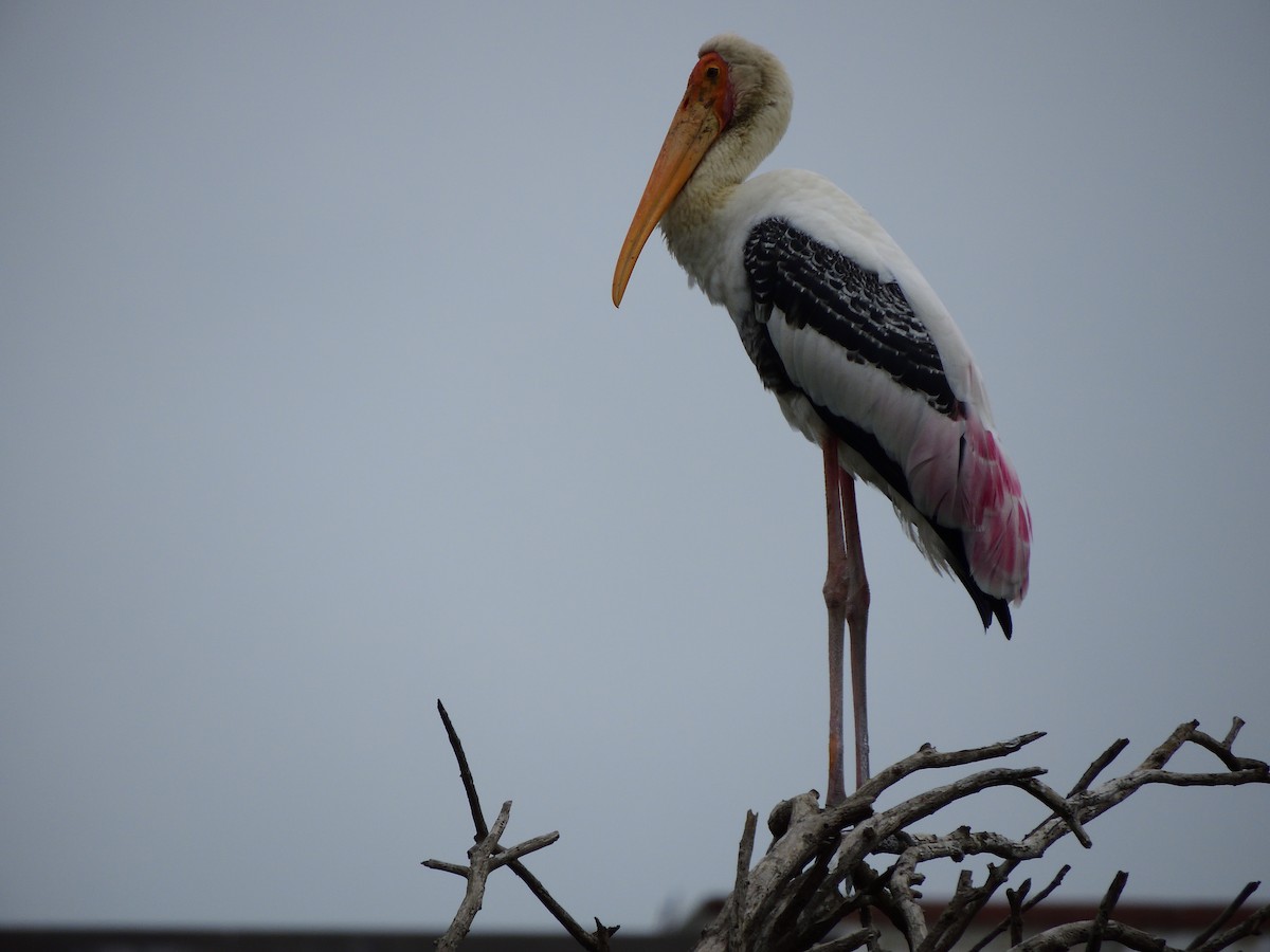 Painted Stork - ML65306631