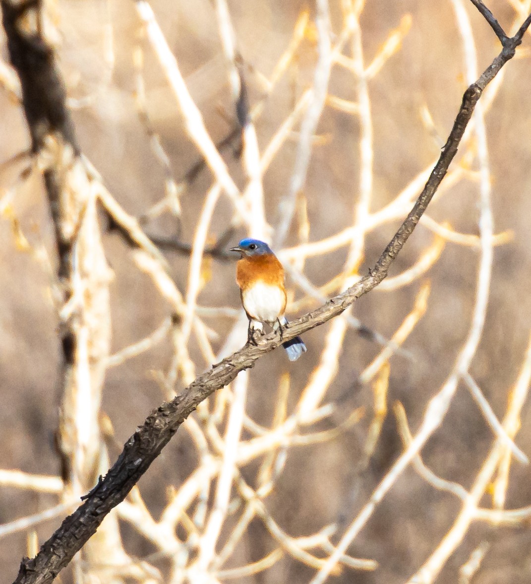 eBird Checklist - 14 Mar 2026 - Clear Spring Ranch - 26 species
