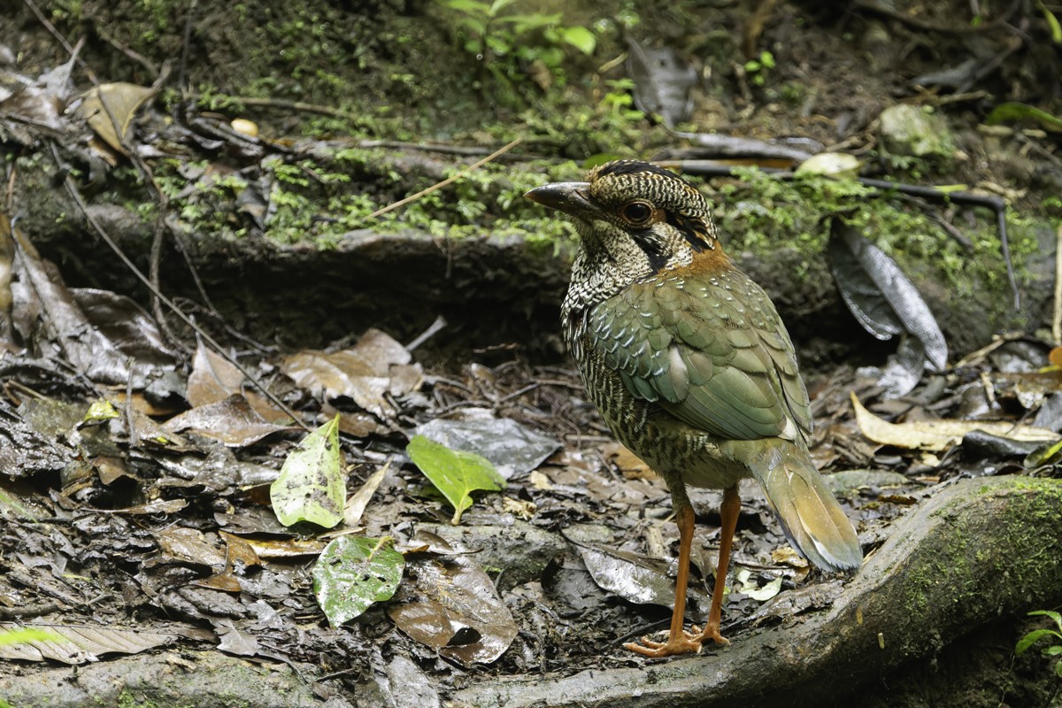 Brachyptérolle écaillé - ML653073150