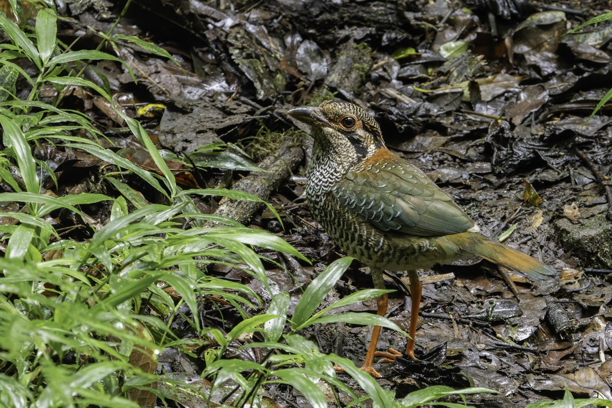 Brachyptérolle écaillé - ML653073151
