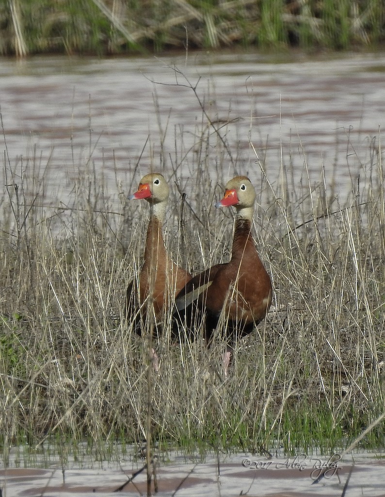 Dendrocygne à ventre noir - ML65307551