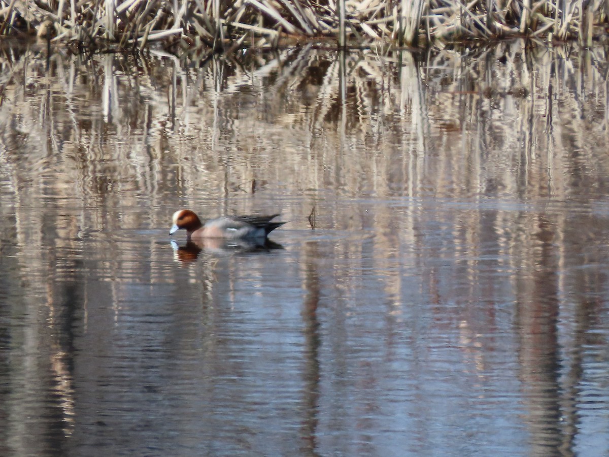 eBird Checklist - 18 Mar 2026 - Paulinskill River WMA / Hyper Humus IBA ...