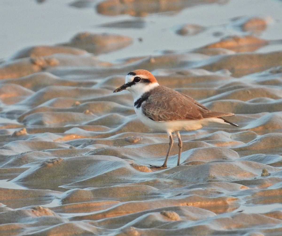 Kentish Plover - Rachel Harvey