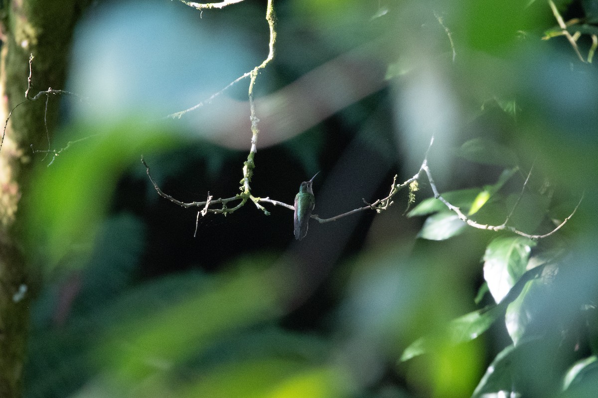 Wedge-tailed Sabrewing (Curve-winged) - ML653085769