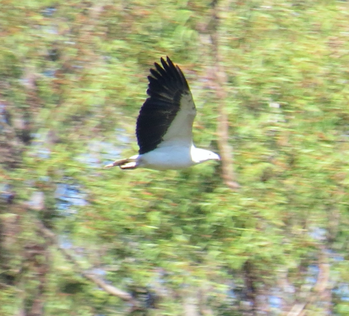 White-bellied Sea-Eagle - Elliot Leach