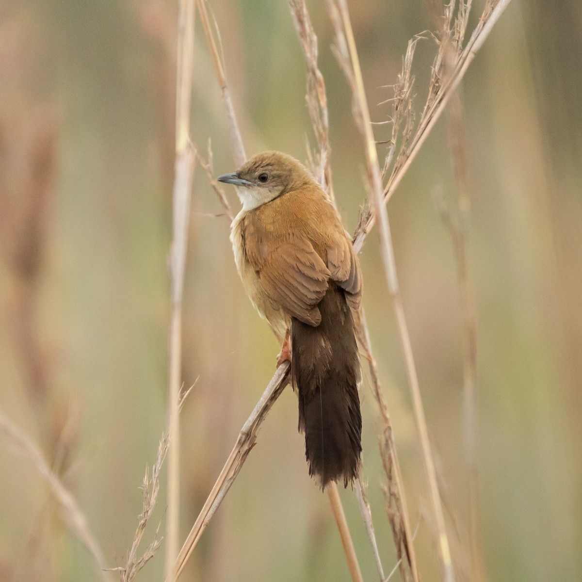 Fan-tailed Grassbird - ML653090957