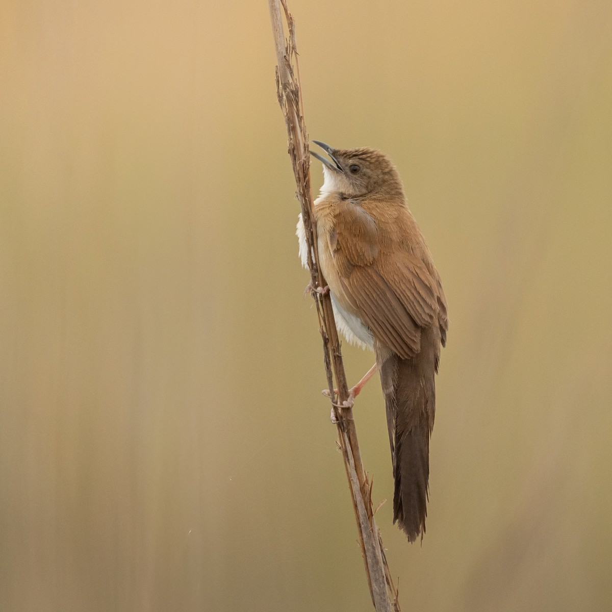 Fan-tailed Grassbird - ML653090959