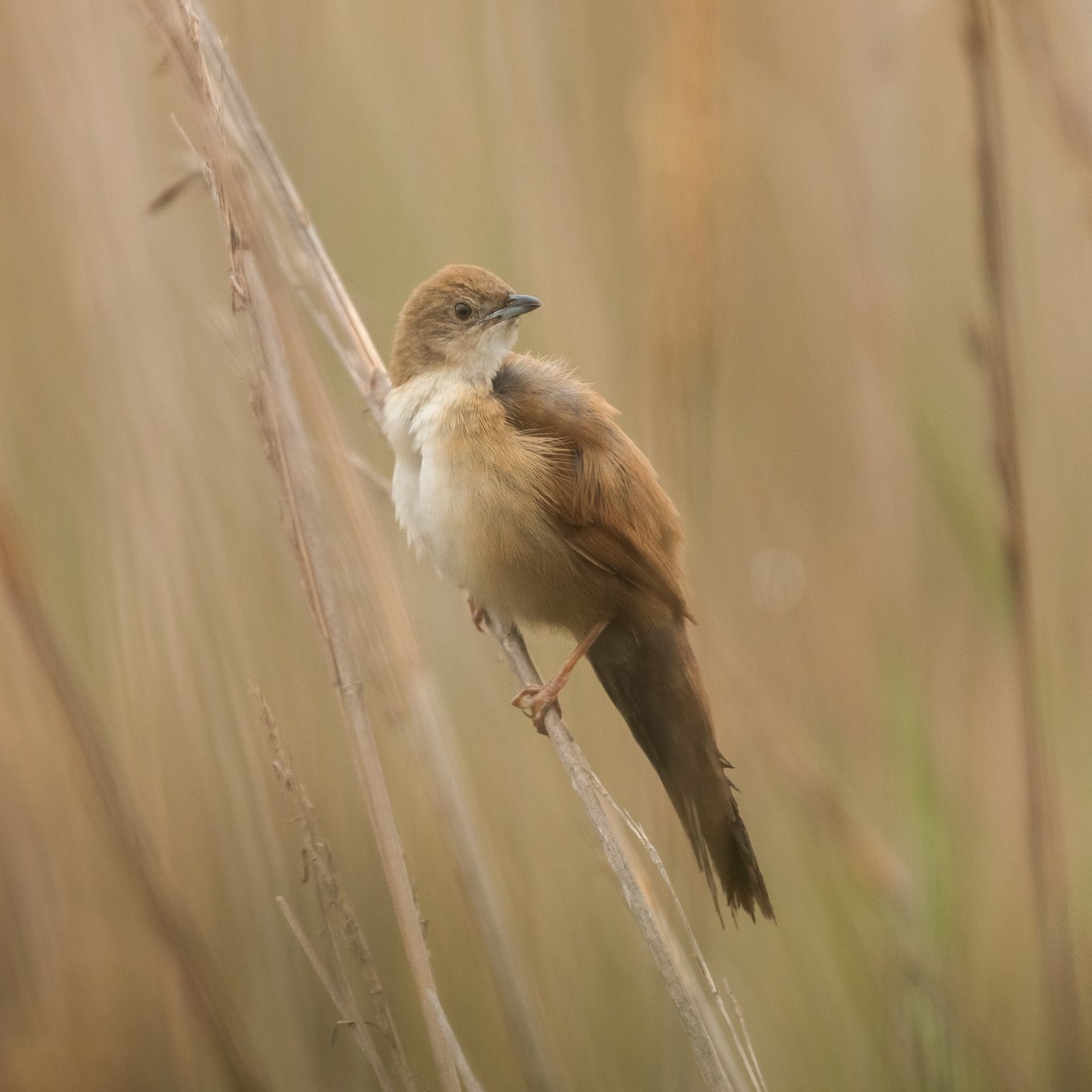 Fan-tailed Grassbird - ML653090960