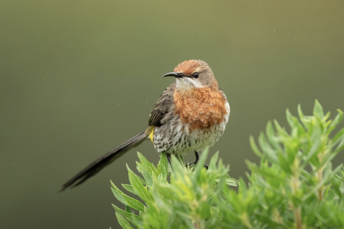 Gurney's Sugarbird - ML653090989