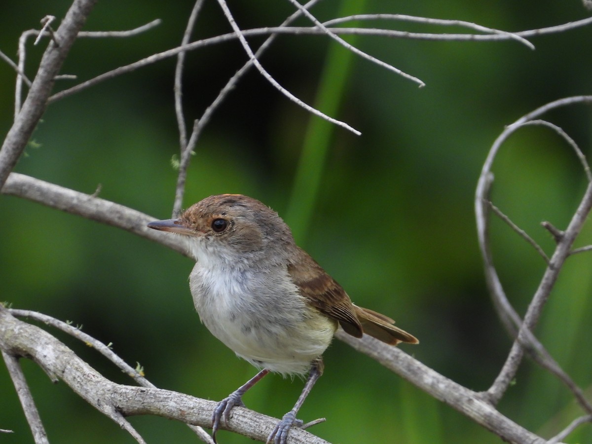 Fulvous-crowned Scrub-Tyrant - ML653091434