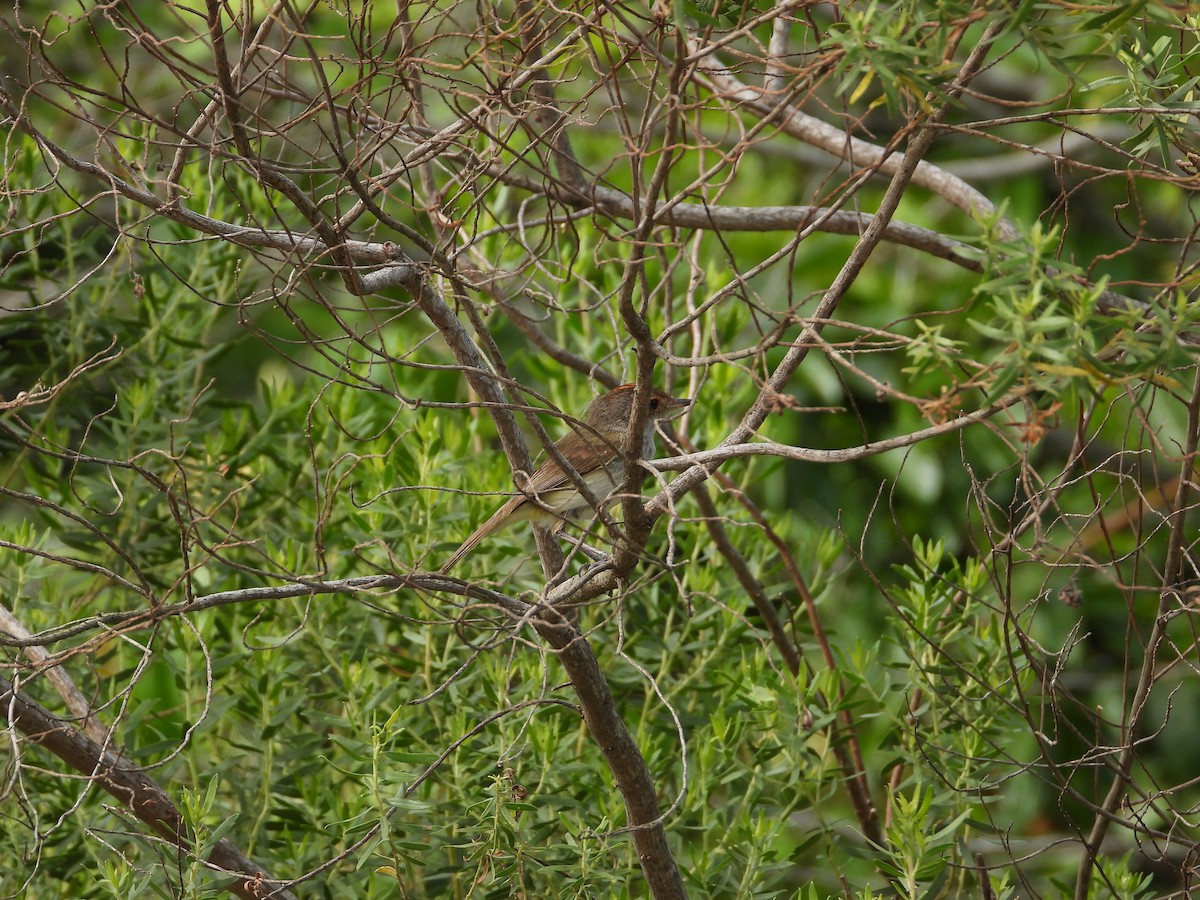 Fulvous-crowned Scrub-Tyrant - ML653091435