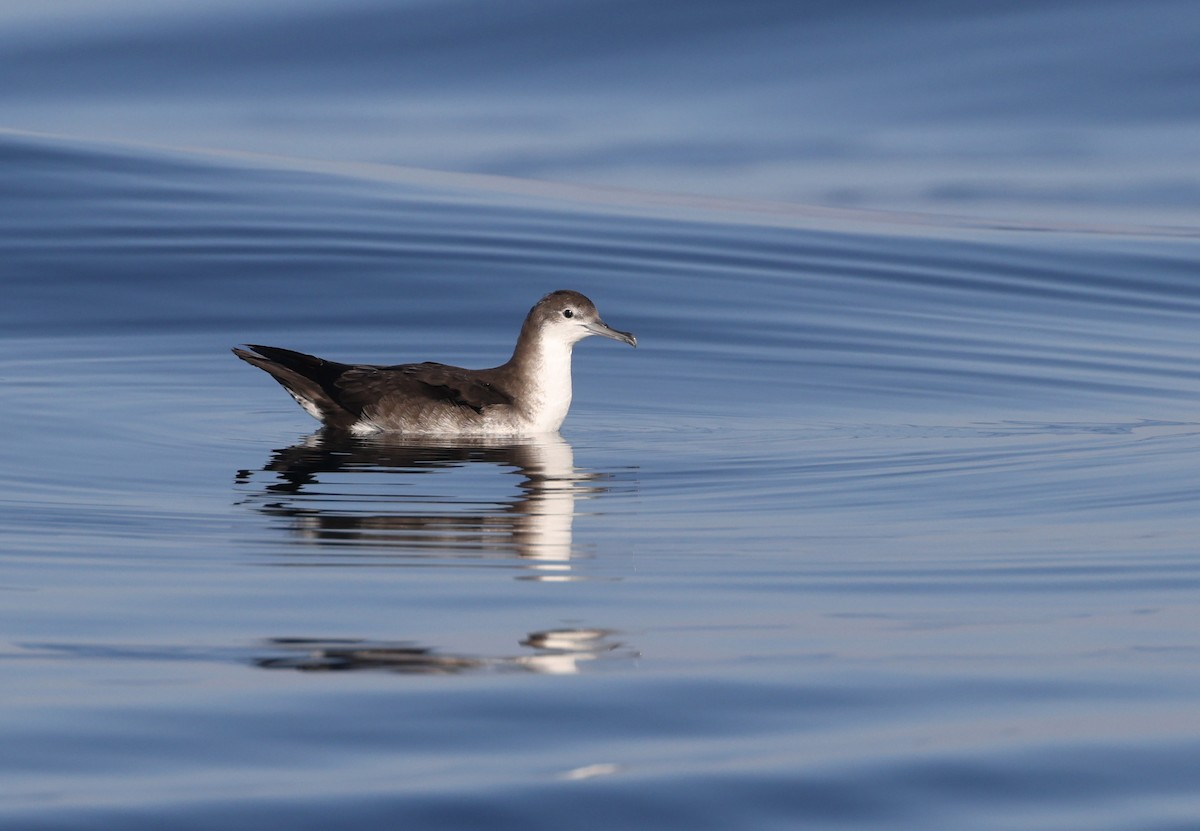 Persian Shearwater - Chris Townend