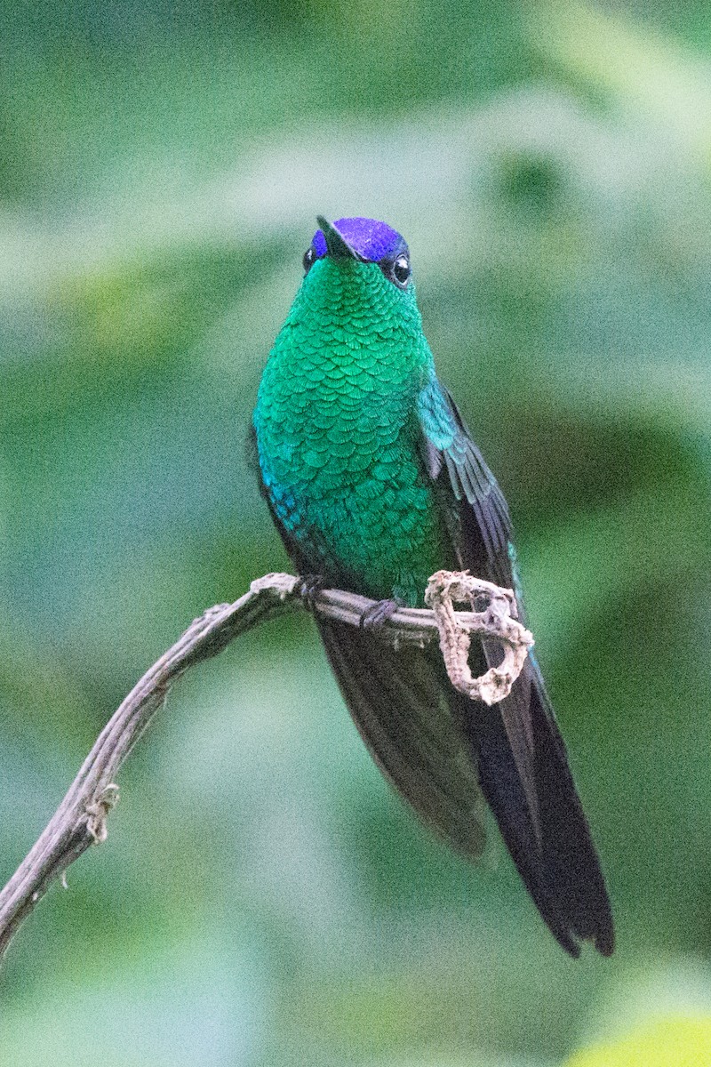 kolibřík fialovotemenný - ML65309751