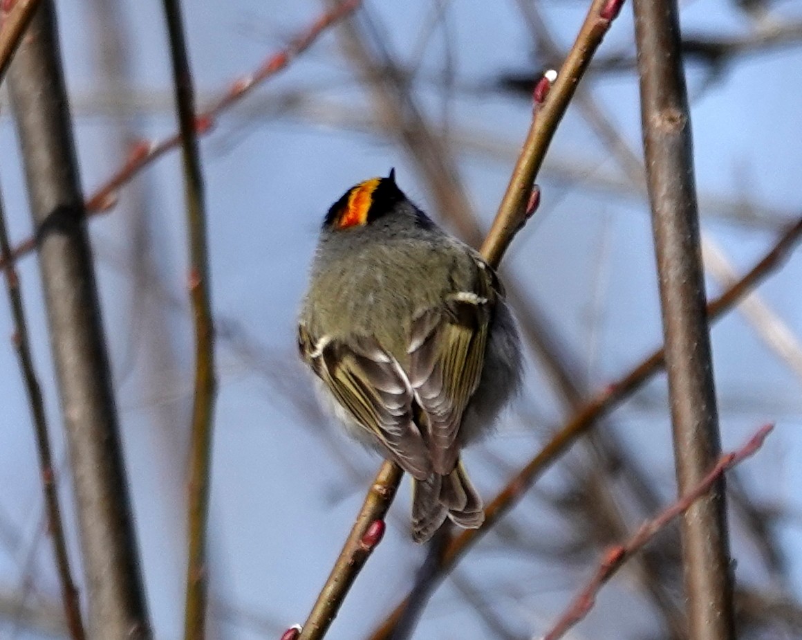 Golden-crowned Kinglet - ML653097796