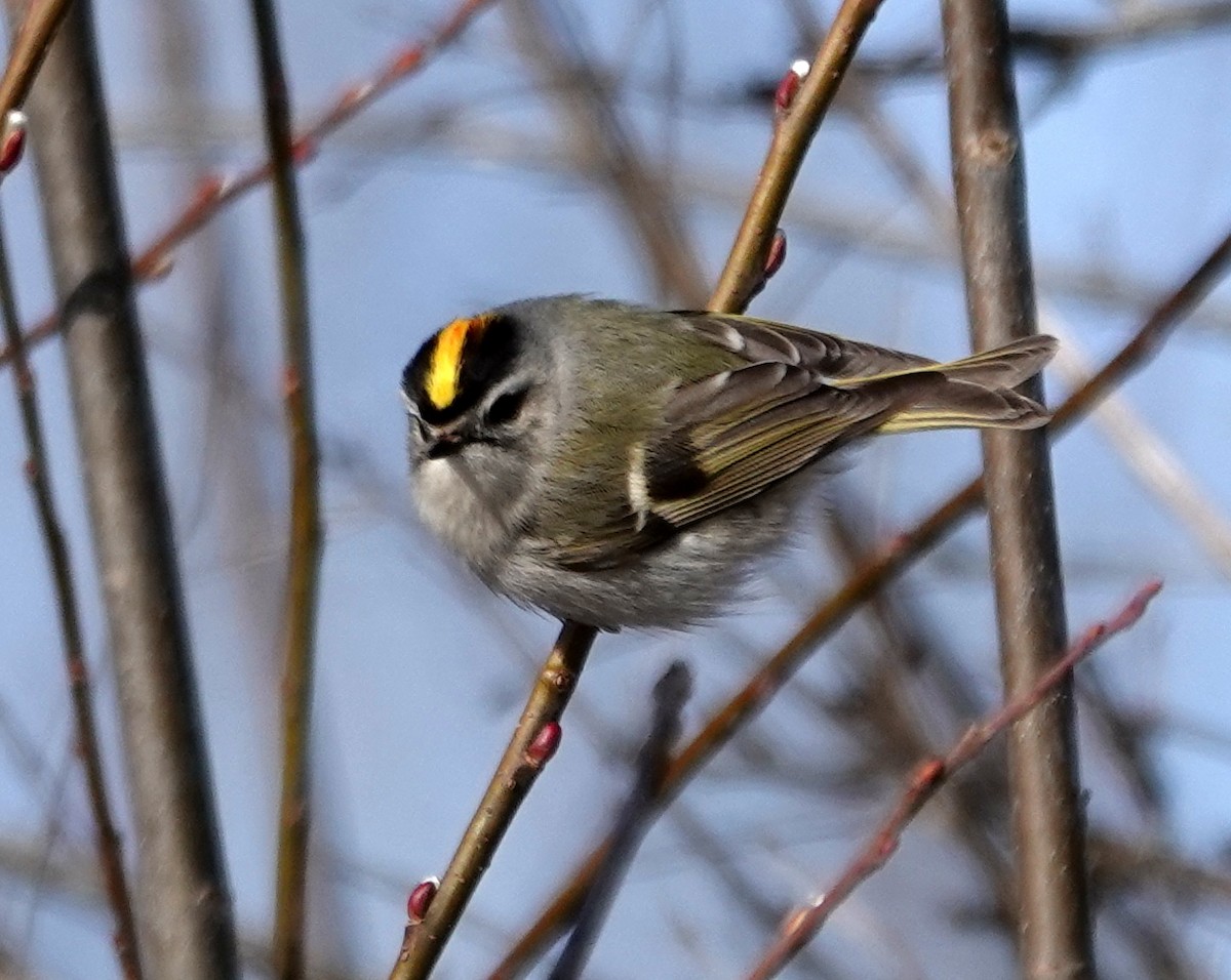 Golden-crowned Kinglet - ML653097797
