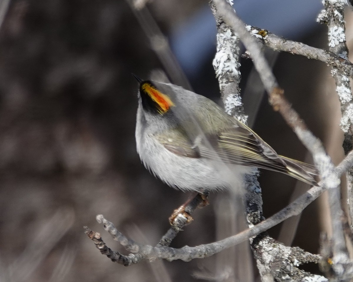 Golden-crowned Kinglet - ML653097798