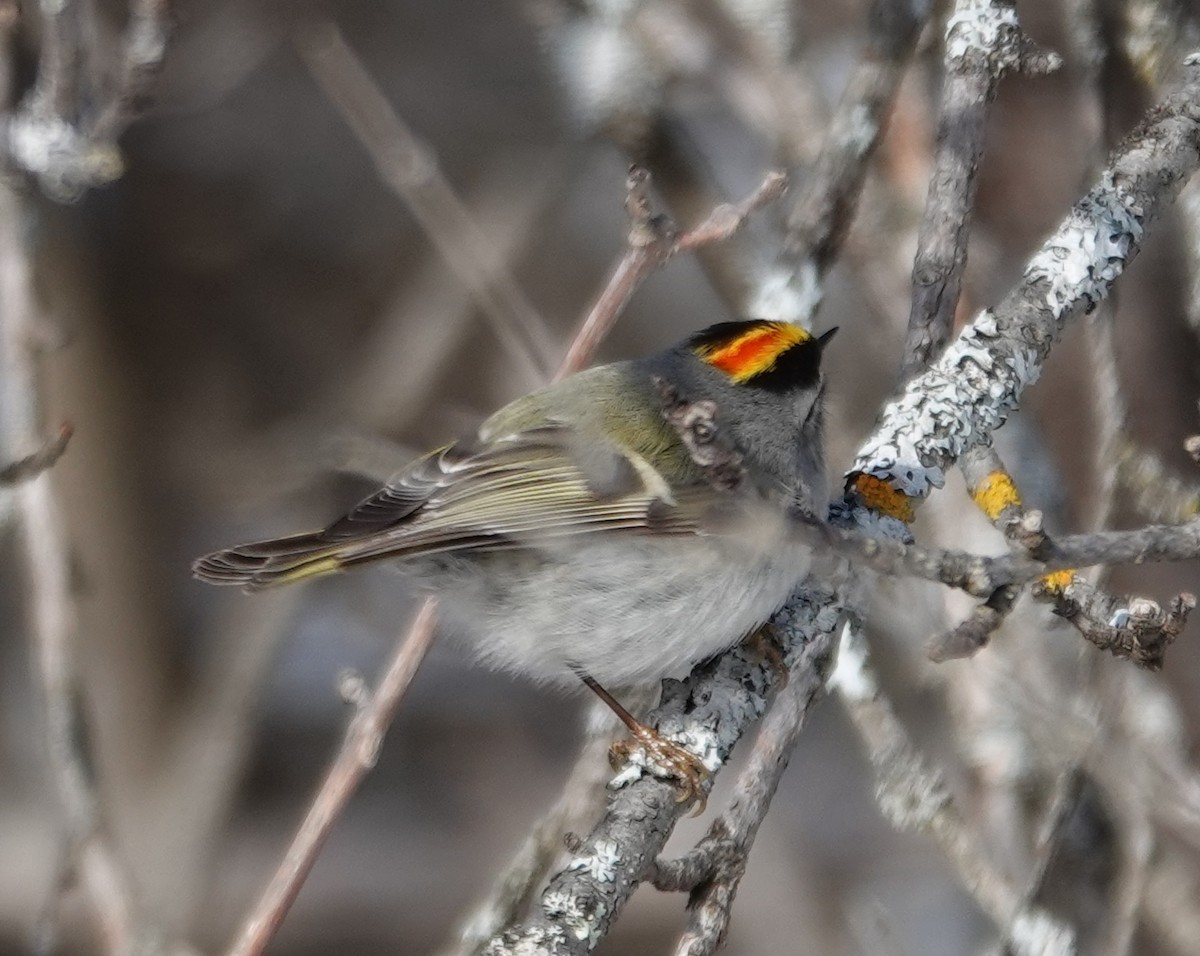 Golden-crowned Kinglet - ML653097799