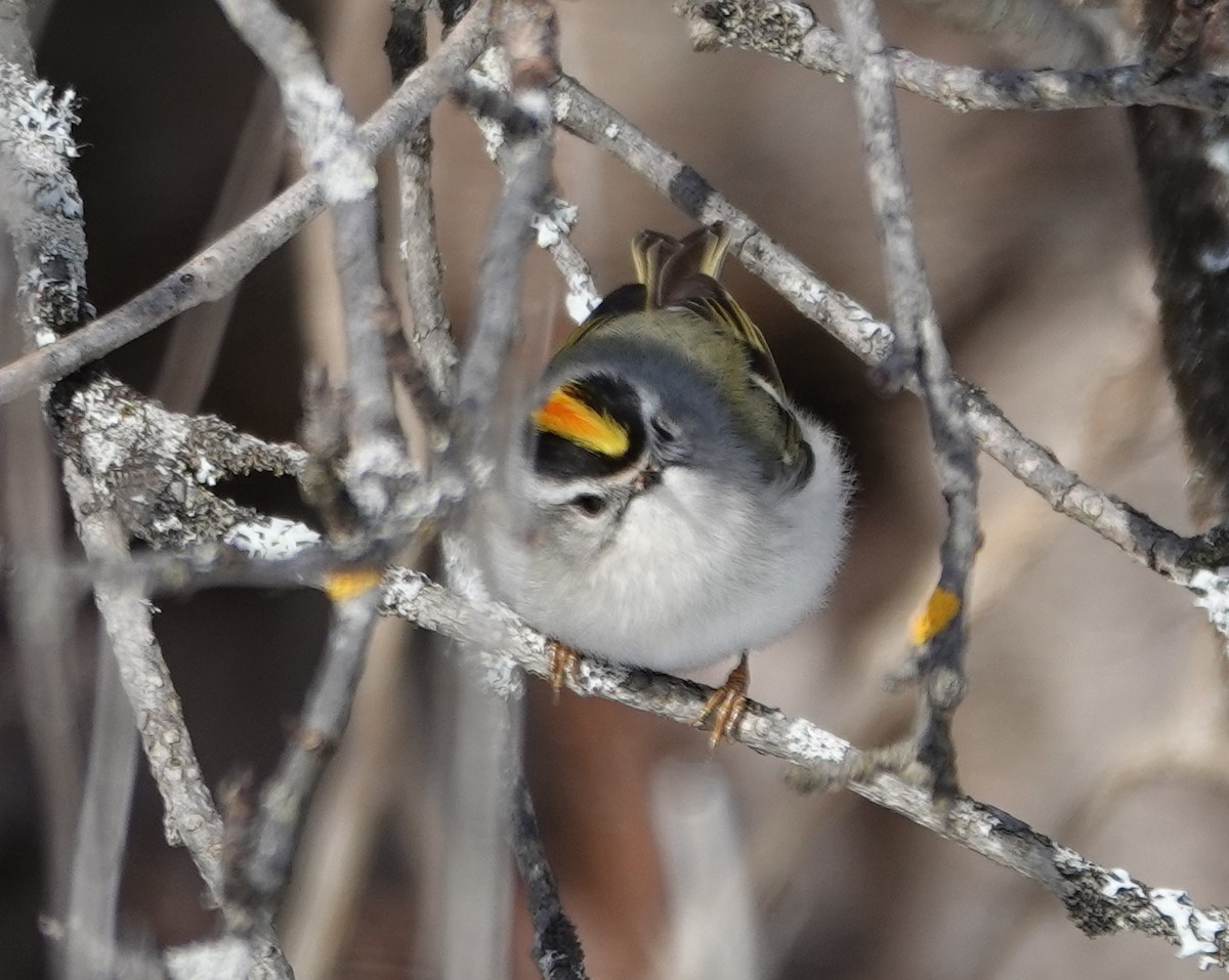 Golden-crowned Kinglet - ML653097800