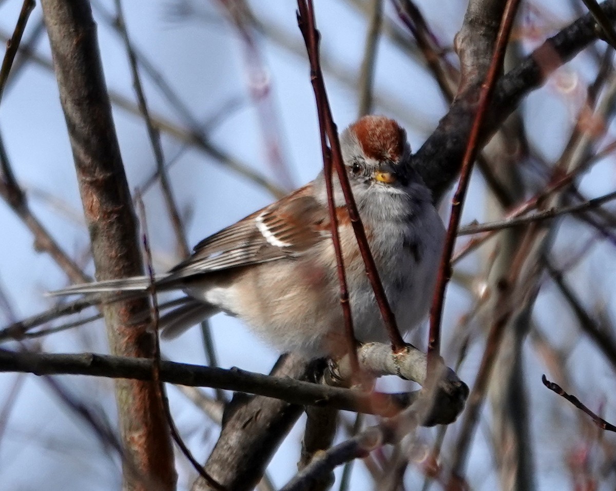 American Tree Sparrow - ML653097807