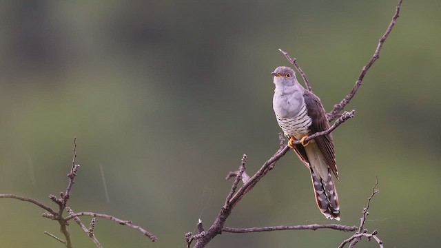 Madagascar Cuckoo - ML653101559