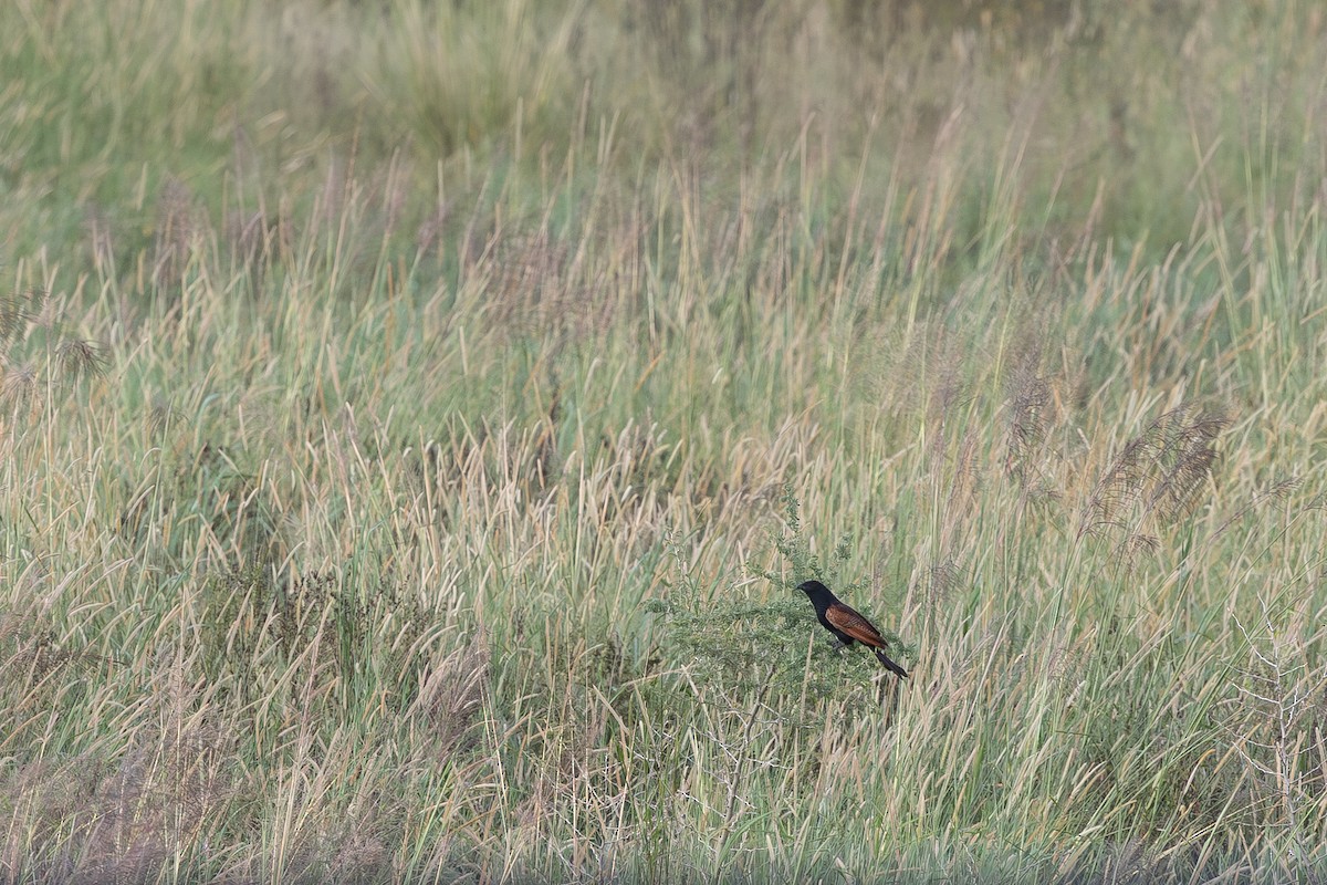 Black Coucal - ML653102493