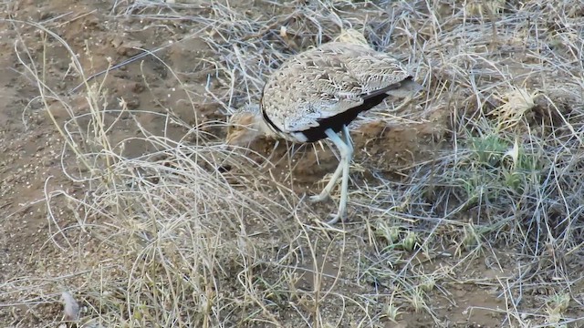 Buff-crested Bustard - ML653107525