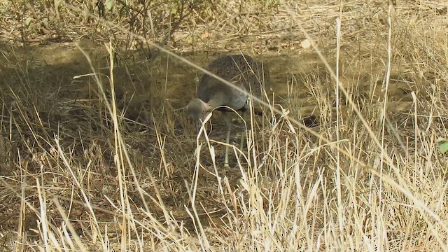 Buff-crested Bustard - ML653107580