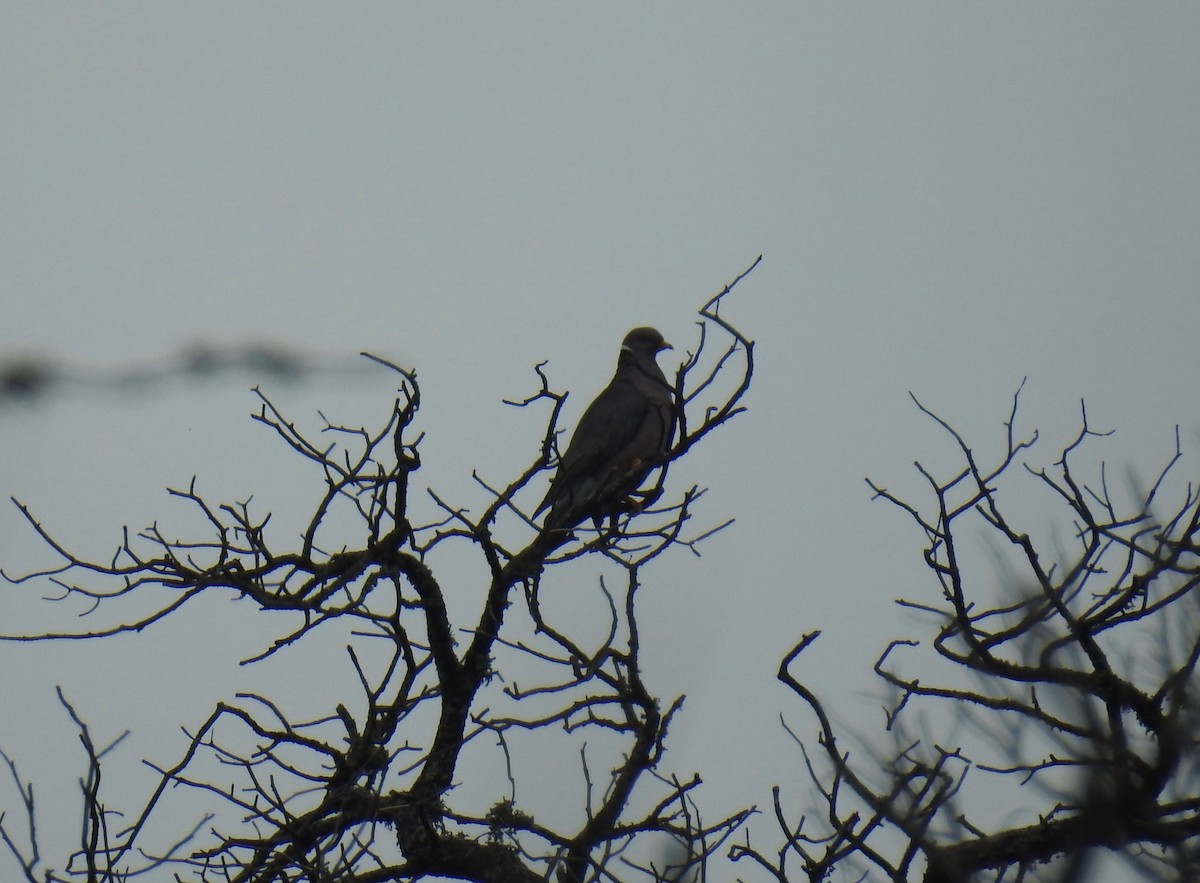 Band-tailed Pigeon - Bob Nieman