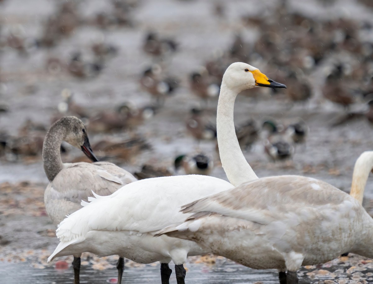 Singschwan - ML653108325