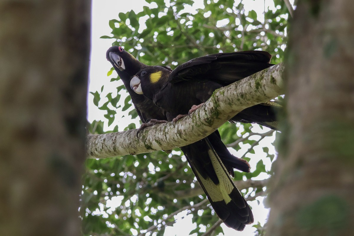 Yellow-tailed Black-Cockatoo - ML653108414