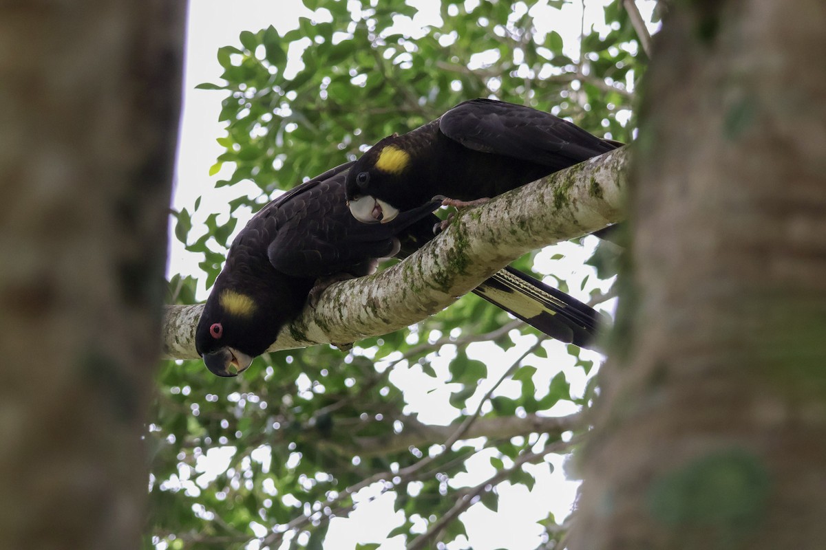 Yellow-tailed Black-Cockatoo - ML653108416