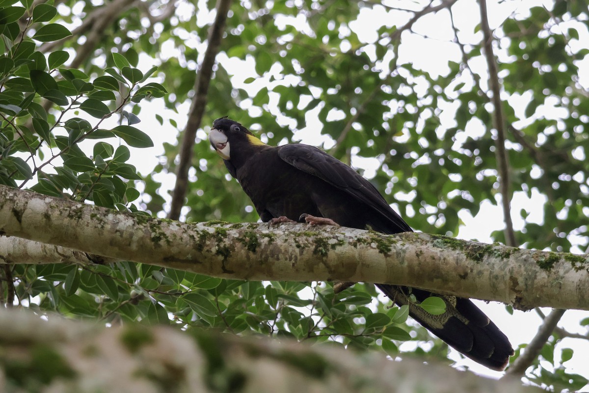 Yellow-tailed Black-Cockatoo - ML653108417