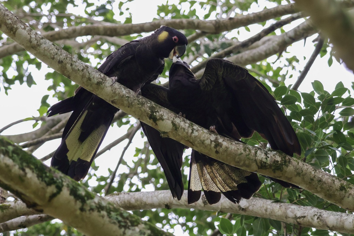 Yellow-tailed Black-Cockatoo - ML653108421