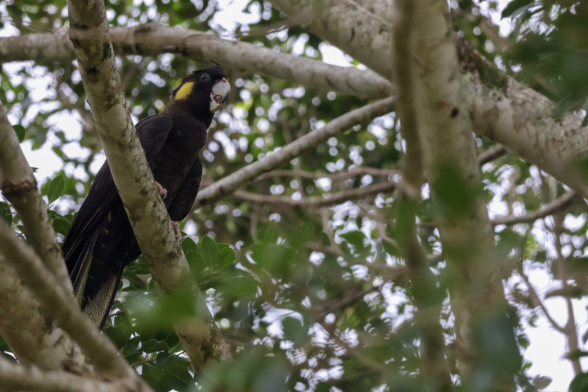 Yellow-tailed Black-Cockatoo - ML653108431