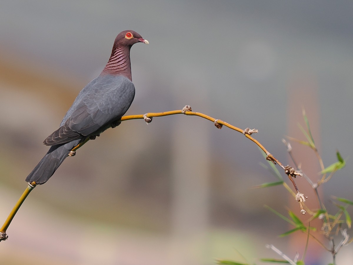 Scaly-naped Pigeon - Darren Shirley
