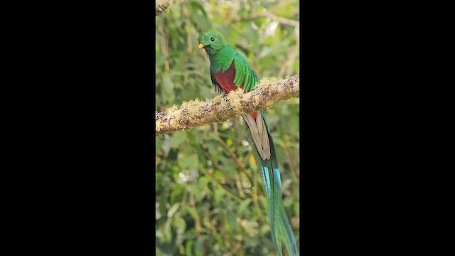 Resplendent Quetzal - ML653111529