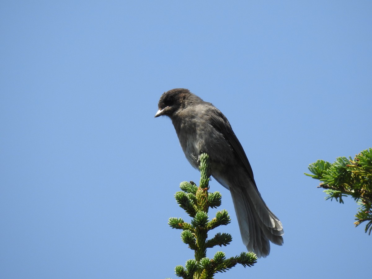 Canada Jay - ML65311171