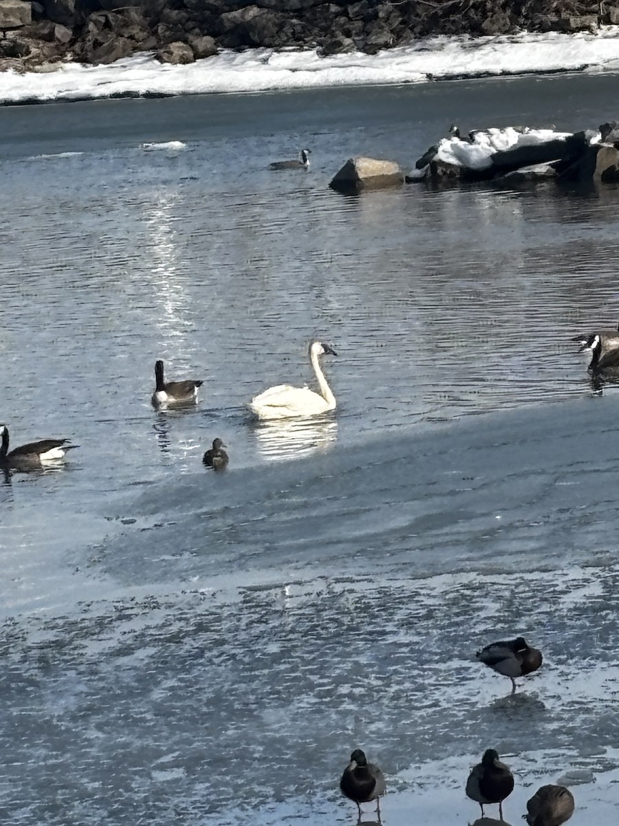 Cygne trompette - ML653111728