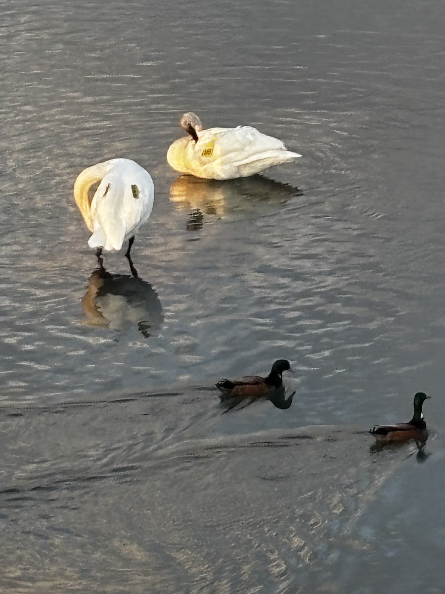 Cygne trompette - ML653112088