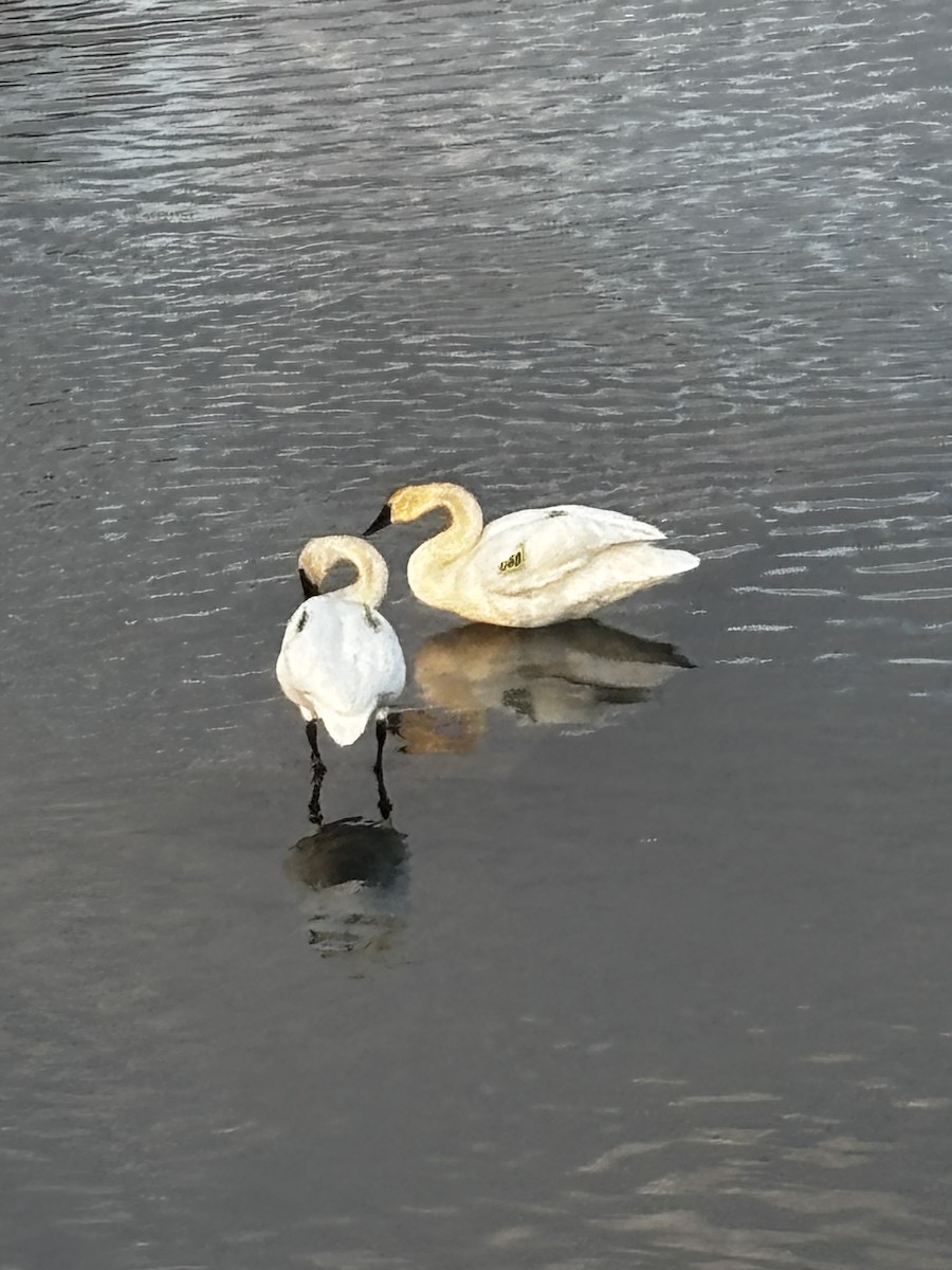 Cygne trompette - ML653112089