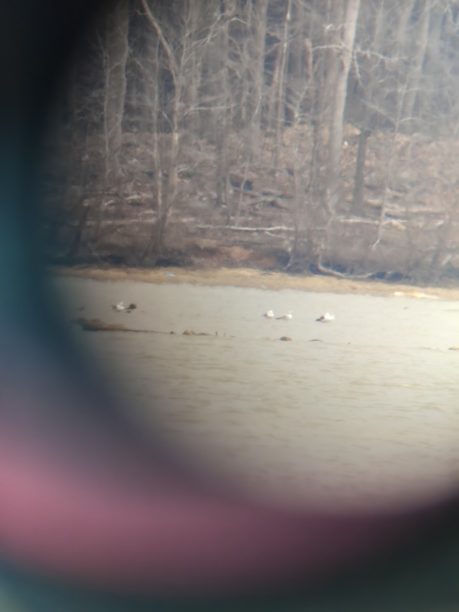 שחף שחור - ML653113818