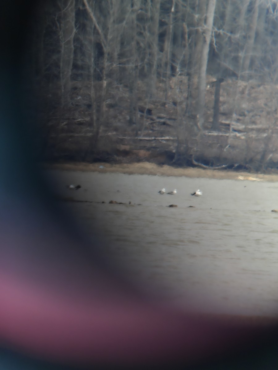 שחף שחור - ML653113819