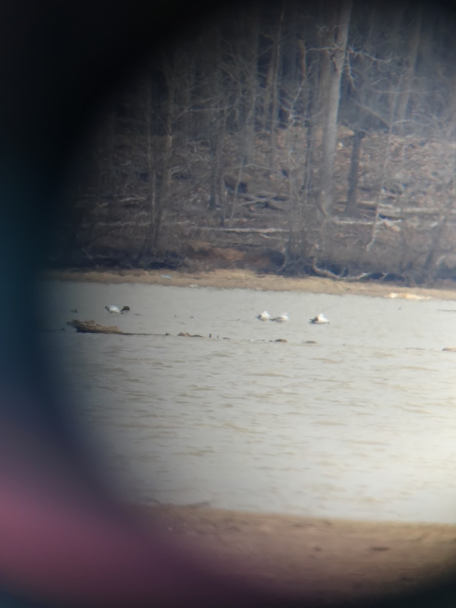 שחף שחור - ML653113820